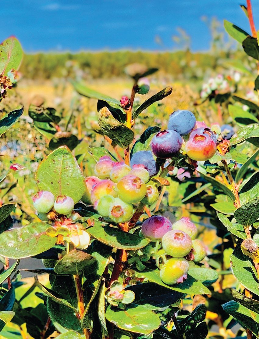 Thousands of blueberries are ripening, as the U-pick section of Blueberry Bunch Farm gets ready to reopen.